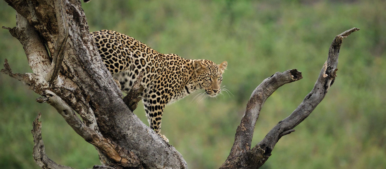 Penda Photo Tours – launches four new photo safari tours for 2024